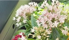 Pentas