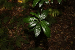 Actephila mooreana