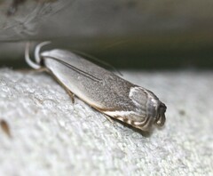 Plectophila discalis