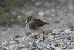 Calidris pusilla
