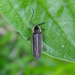 Lampyridae