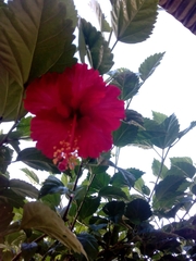 Hibiscus rosa-sinensis