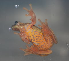 Dendropsophus columbianus