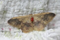 Idaea halmaea