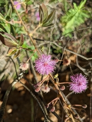 Mimosa albida