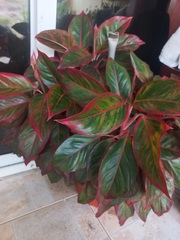 Aglaonema commutatum