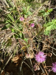Mimosa albida