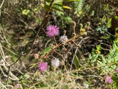 Mimosa albida