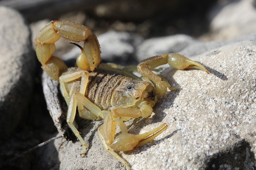 Common Yellow Scorpion, photo 7 of 10