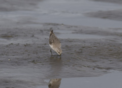Calidris pusilla