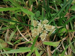Cyperus entrerianus