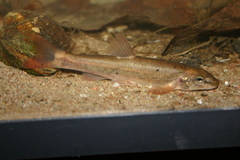 Rhinichthys cataractae