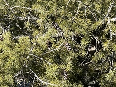 Pseudotsuga menziesii