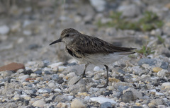 Calidris pusilla