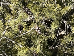 Pseudotsuga menziesii