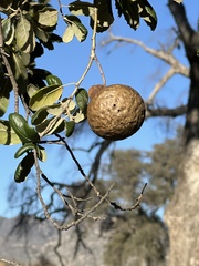 Amphibolips