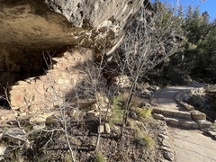 Quercus gambelii