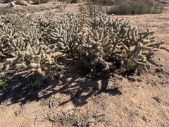 Cylindropuntia