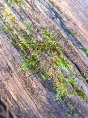 Sematophyllum adnatum