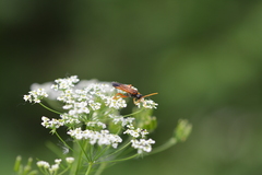 Tenthredo campestris