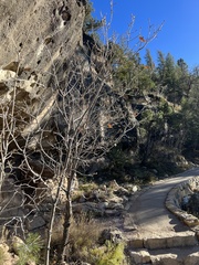 Quercus gambelii