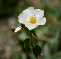 Wissadula glechomifolia