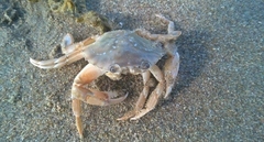 Liocarcinus holsatus