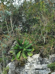 Agave mitis