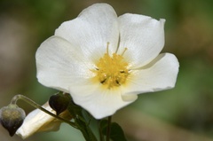 Wissadula glechomifolia