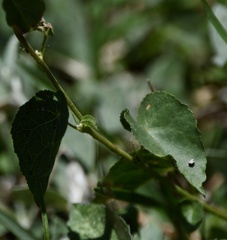 Wissadula glechomifolia