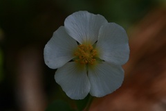 Wissadula glechomifolia