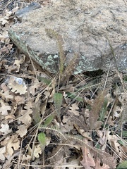 Achillea millefolium