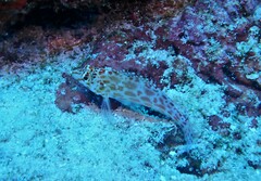 Cirrhitichthys oxycephalus