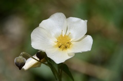Wissadula glechomifolia