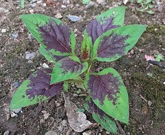 Celosia spicata