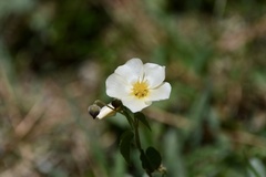 Wissadula glechomifolia