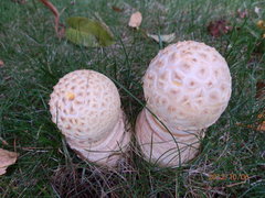 Amanita muscaria guessowii