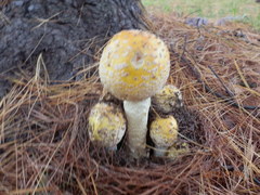 Amanita muscaria guessowii