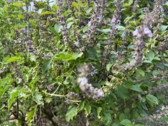 Ocimum kilimandscharicum