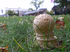 Amanita muscaria guessowii