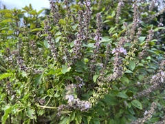 Ocimum kilimandscharicum