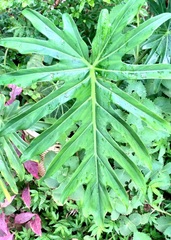 Thaumatophyllum bipinnatifidum