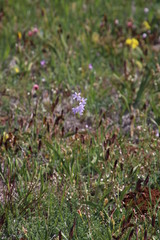 Ixia rapunculoides