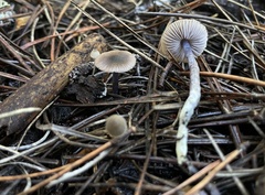 Nitida