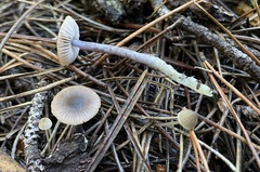 Nitida