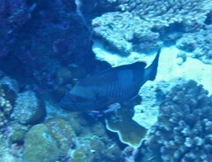 Gracila albomarginata