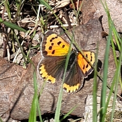 Lycaena phlaeas daimio