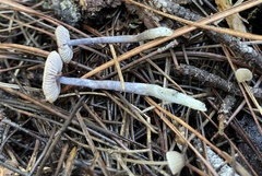 Nitida
