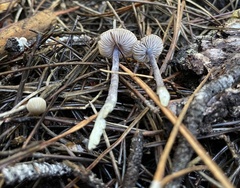 Nitida