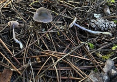 Nitida